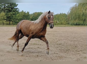 Berber, Stute, 5 Jahre, 151 cm, Palomino