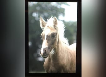 Berber, Stute, 5 Jahre, 152 cm, Palomino