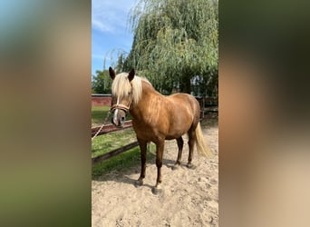 Berber, Stute, 5 Jahre, 152 cm, Palomino