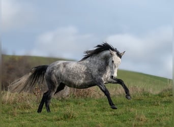 Berber, Stute, 6 Jahre, 153 cm, Schimmel