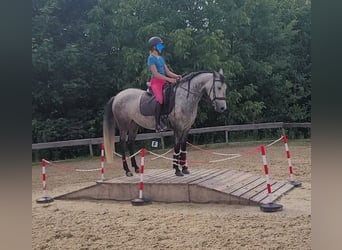 Berber, Stute, 6 Jahre, 153 cm, Schimmel