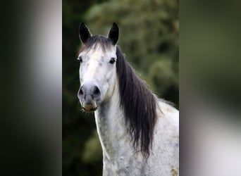 Berber Mix, Wallach, 10 Jahre, 150 cm, Apfelschimmel