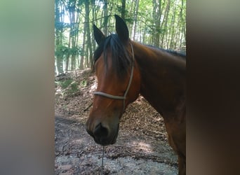 Berber, Wallach, 14 Jahre, 160 cm, Brauner