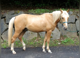 Berber, Wallach, 2 Jahre, 155 cm, Palomino