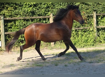 Berber, Wallach, 3 Jahre, 150 cm, Brauner