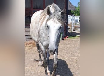 Berber, Wallach, 4 Jahre, 153 cm, Apfelschimmel