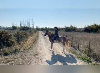 Berber, Wallach, 4 Jahre, 154 cm, Sabino