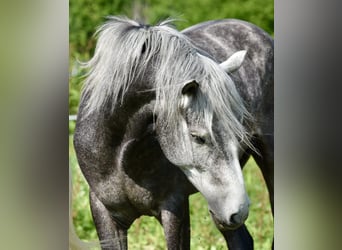 Berber, Wallach, 4 Jahre, 156 cm, Schimmel