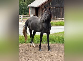 Berber, Wallach, 4 Jahre, 161 cm, Schimmel