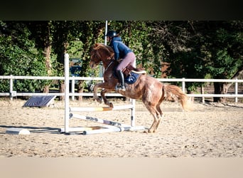 Berber, Wallach, 5 Jahre, 154 cm, Sabino