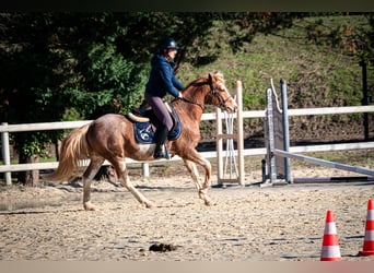 Berber, Wallach, 5 Jahre, 154 cm, Sabino