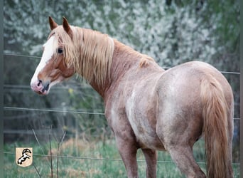 Berber, Wallach, 5 Jahre, 154 cm, Sabino