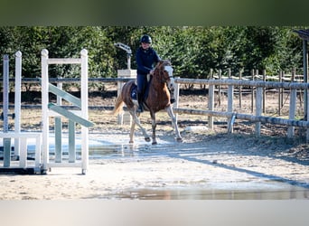 Berber, Wallach, 5 Jahre, 154 cm, Sabino
