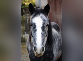 Berber Mix, Wallach, 7 Jahre, 150 cm, Apfelschimmel