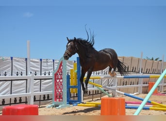 Berbère, Étalon, 11 Ans, 146 cm, Bai