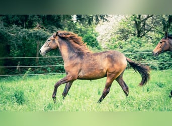 Berbère, Étalon, 1 Année, 154 cm, Peut devenir gris