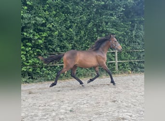 Berbère, Étalon, 1 Année, 155 cm, Bai