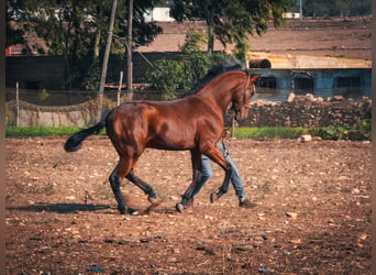 Berbère, Étalon, 1 Année, 159 cm, Bai clair