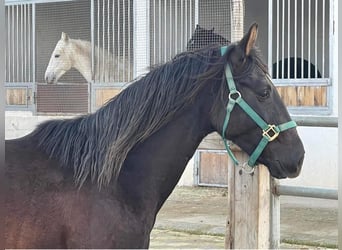 Berbère, Étalon, 2 Ans, 154 cm, Noir