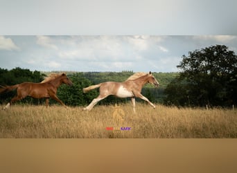 Berbère, Étalon, 2 Ans, 154 cm, Sabino