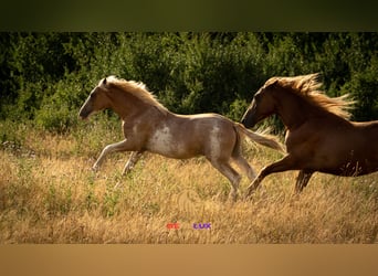 Berbère, Étalon, 2 Ans, 154 cm, Sabino