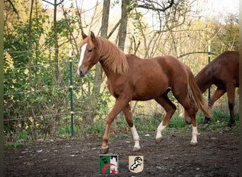 Berbère, Étalon, 2 Ans, 155 cm, Alezan