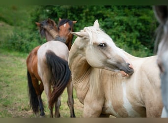 Berbère, Étalon, 2 Ans, 155 cm, Sabino