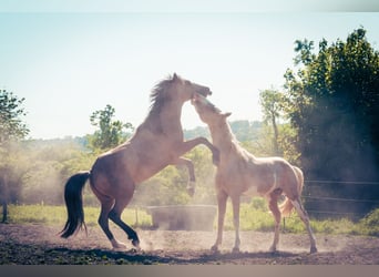 Berbère, Étalon, 3 Ans, 152 cm, Buckskin