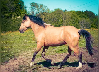 Berbère, Étalon, 3 Ans, 152 cm, Buckskin