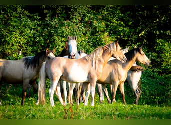 Berbère, Étalon, 3 Ans, 154 cm, Sabino