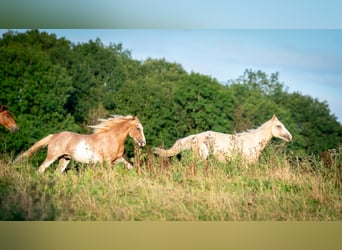 Berbère, Étalon, 3 Ans, 154 cm, Sabino