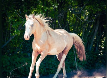 Berbère, Étalon, 3 Ans, 155 cm, Sabino