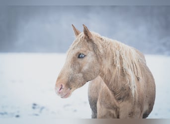 Berbère, Étalon, 3 Ans, 155 cm, Sabino