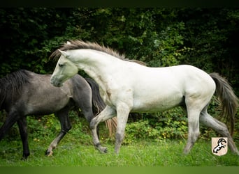 Berbère, Étalon, 3 Ans, 156 cm, Gris (bai-dun)