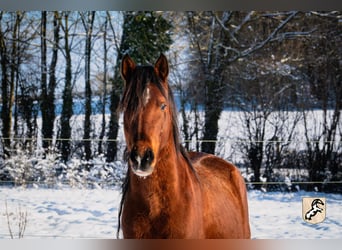 Berbère, Étalon, 4 Ans, 152 cm, Bai