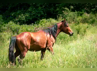 Berbère, Étalon, 4 Ans, 152 cm, Bai