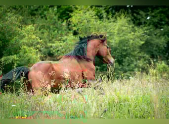 Berbère, Étalon, 4 Ans, 152 cm, Bai