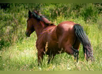 Berbère, Étalon, 4 Ans, 152 cm, Bai