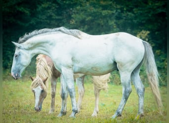 Berbère, Étalon, 5 Ans, 158 cm, Gris (bai-dun)