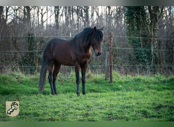 Berbère, Étalon, 6 Ans, 155 cm, Bai brun