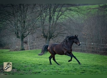 Berbère, Étalon, 6 Ans, 155 cm, Bai brun