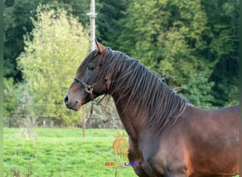 Berbère, Étalon, 6 Ans, 155 cm, Bai brun