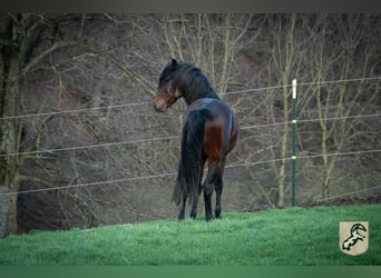 Berbère, Étalon, 6 Ans, 155 cm, Bai brun