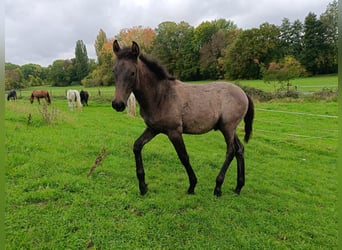 Berbère, Étalon, Poulain (05/2025), Gris