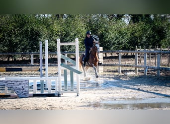 Berbère, Hongre, 5 Ans, 154 cm, Sabino