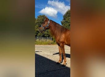 Berbère Croisé, Hongre, 7 Ans, 132 cm, Alezan