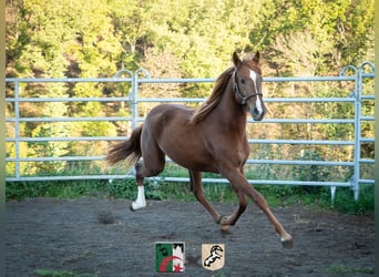Berbère, Jument, 2 Ans, 155 cm, Alezan cuivré