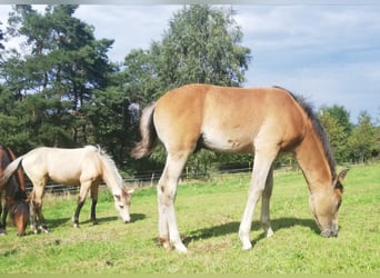 Berbère, Jument, 3 Ans