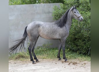 Berbère, Jument, 4 Ans, 154 cm
