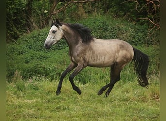 Berbère, Jument, 4 Ans, Buckskin